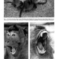 courrier cnrs 43_Page_30.jpg