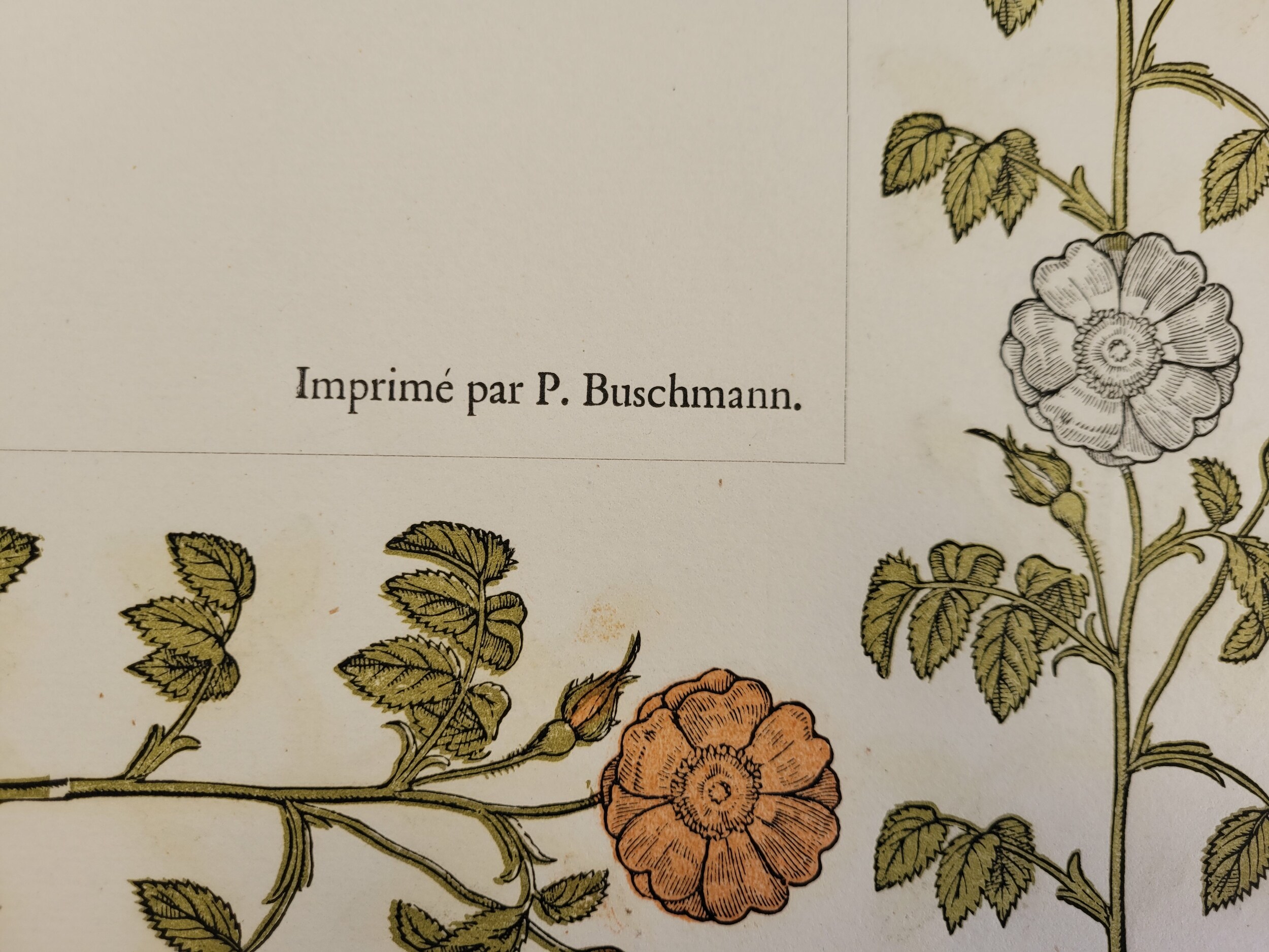 Mention de l'imprimer P. Buschmann