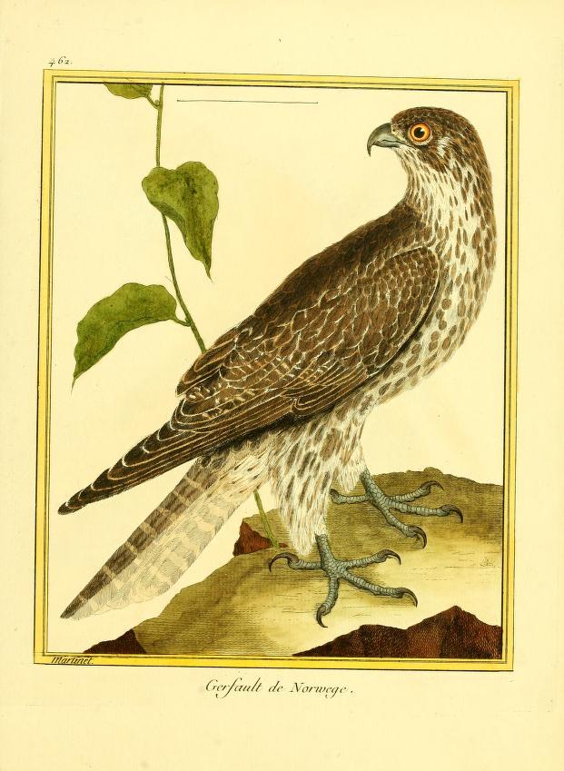 Gerfaut.jpg