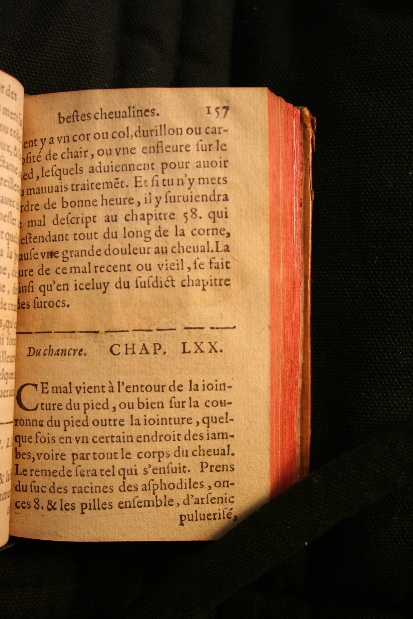 1591 - Pierre Chastaing et Benoît Rigaud - Trésor des bêtes chevalines - BM Bordeaux