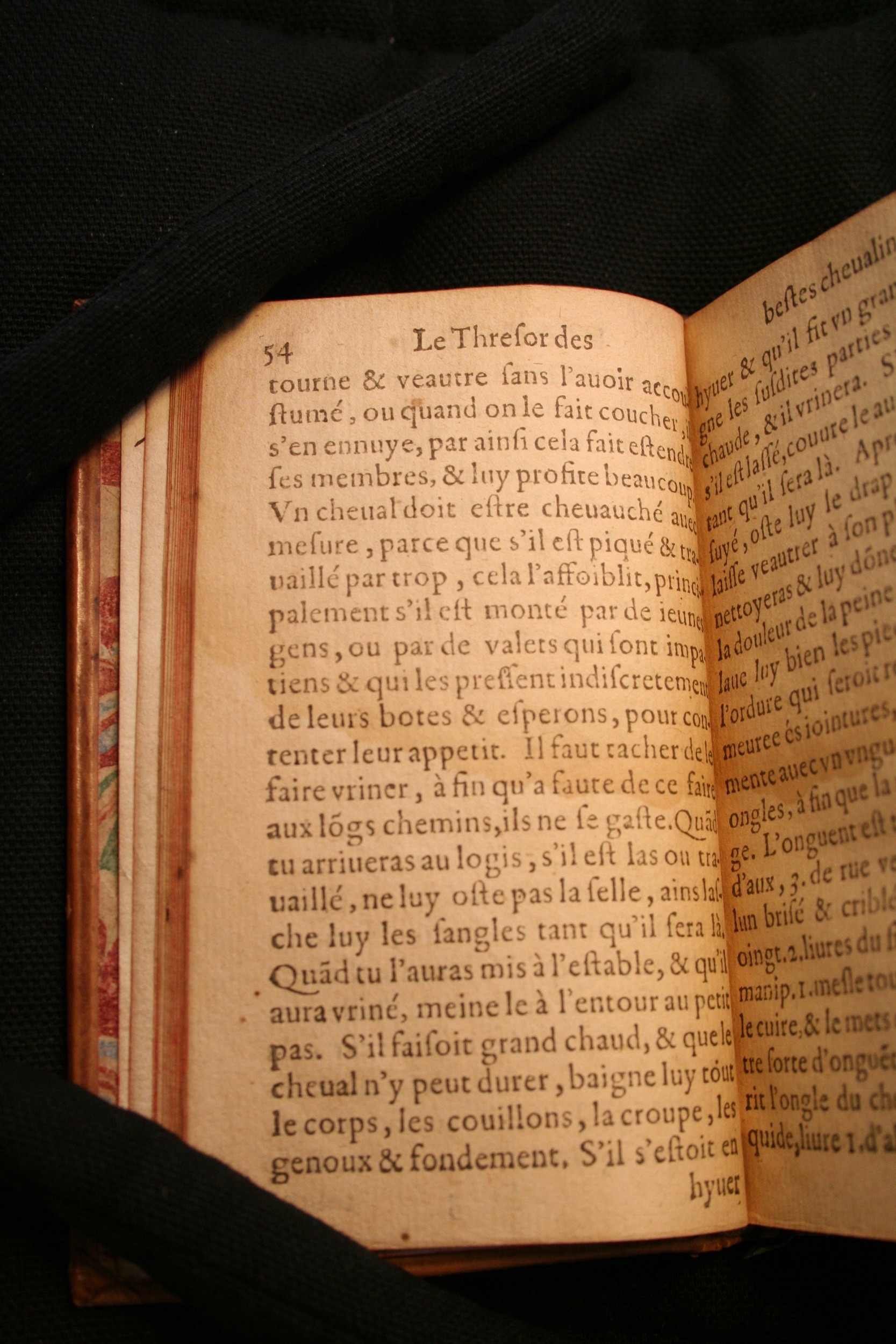 1591 - Pierre Chastaing et Benoît Rigaud - Trésor des bêtes chevalines - BM Bordeaux 1591 - Pierre Chastaing et Benoît Rigaud - Trésor des bêtes chevalines - BM Bordeaux