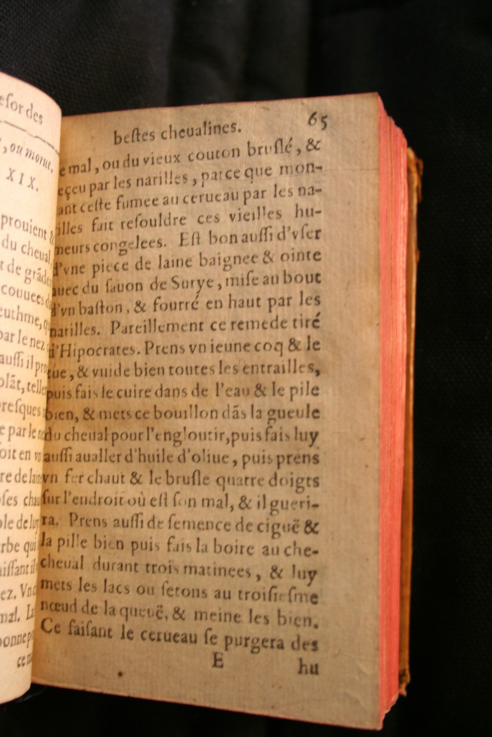 1591 - Pierre Chastaing et Benoît Rigaud - Trésor des bêtes chevalines - BM Bordeaux