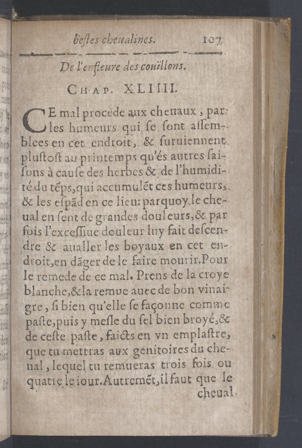 1619 - Pierre Rigaud - Trésor des bêtes chevalines - BnF 1619 - Pierre Rigaud - Trésor des bêtes chevalines - BnF