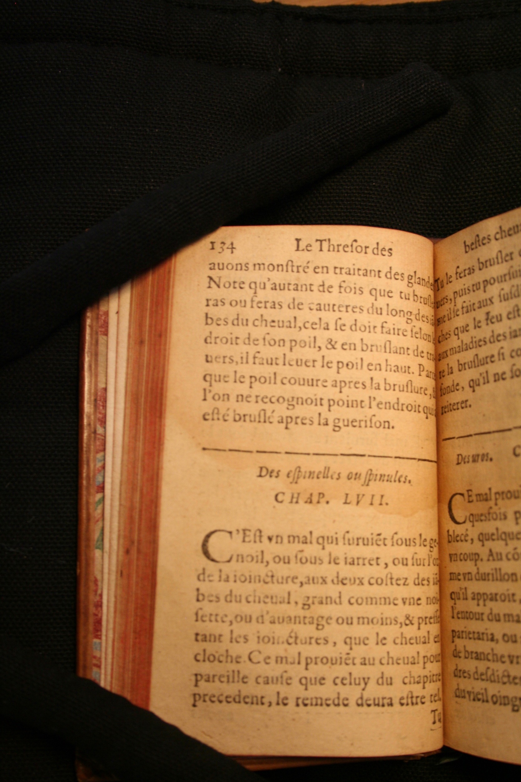 1591 - Pierre Chastaing et Benoît Rigaud - Trésor des bêtes chevalines - BM Bordeaux