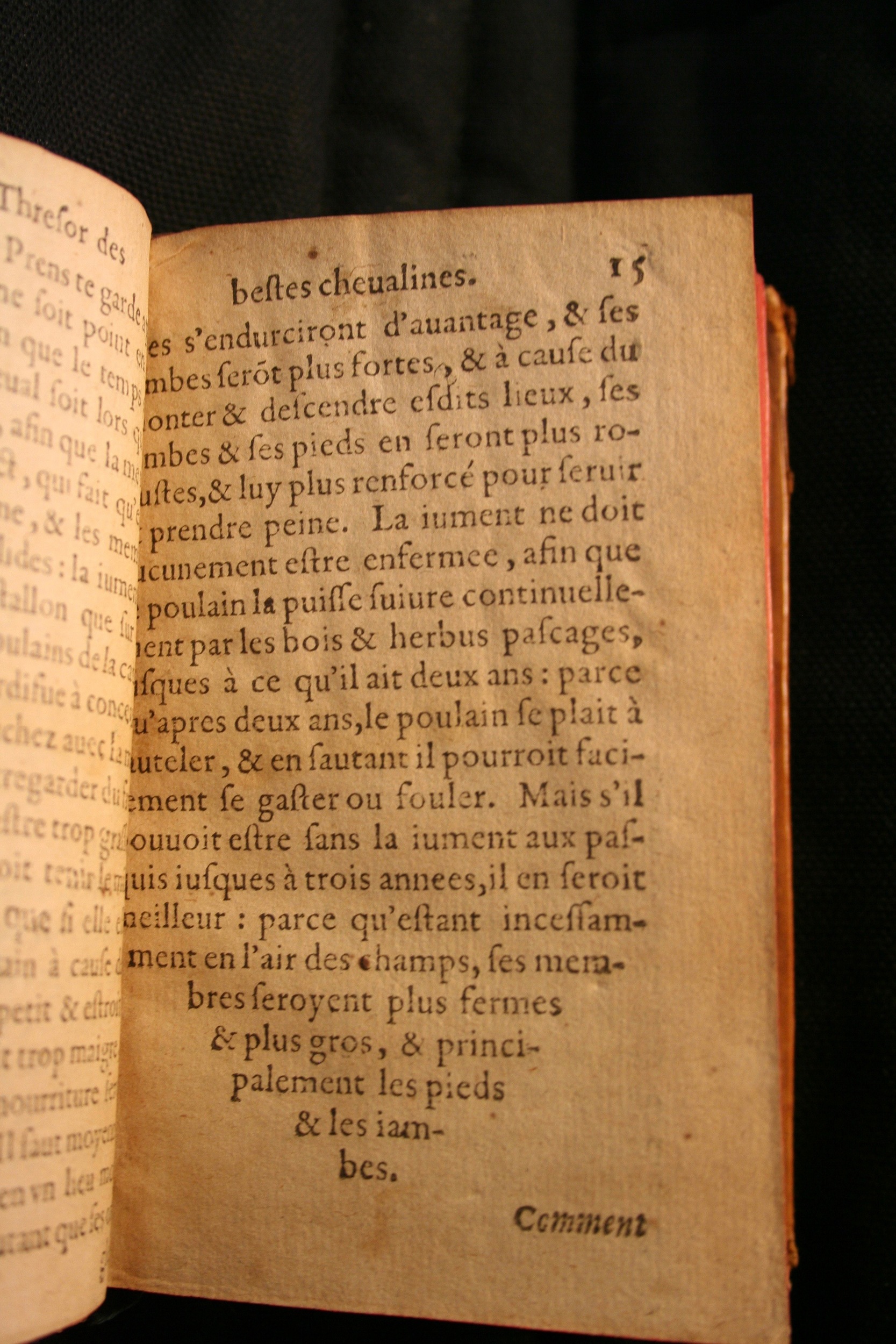 1591 - Pierre Chastaing et Benoît Rigaud - Trésor des bêtes chevalines - BM Bordeaux