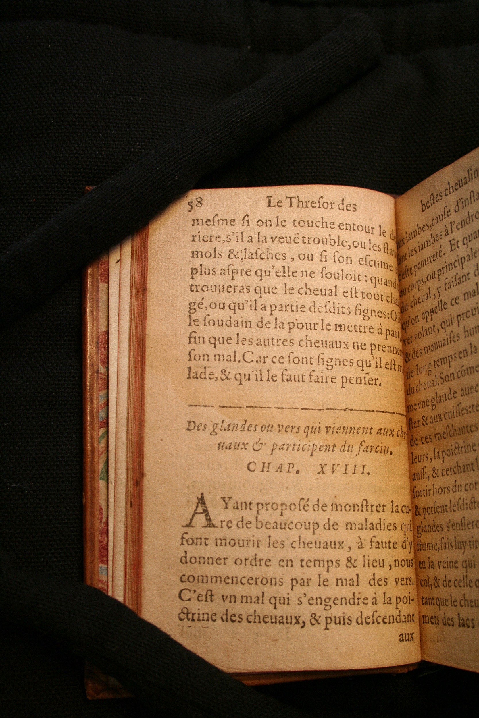 1591 - Pierre Chastaing et Benoît Rigaud - Trésor des bêtes chevalines - BM Bordeaux