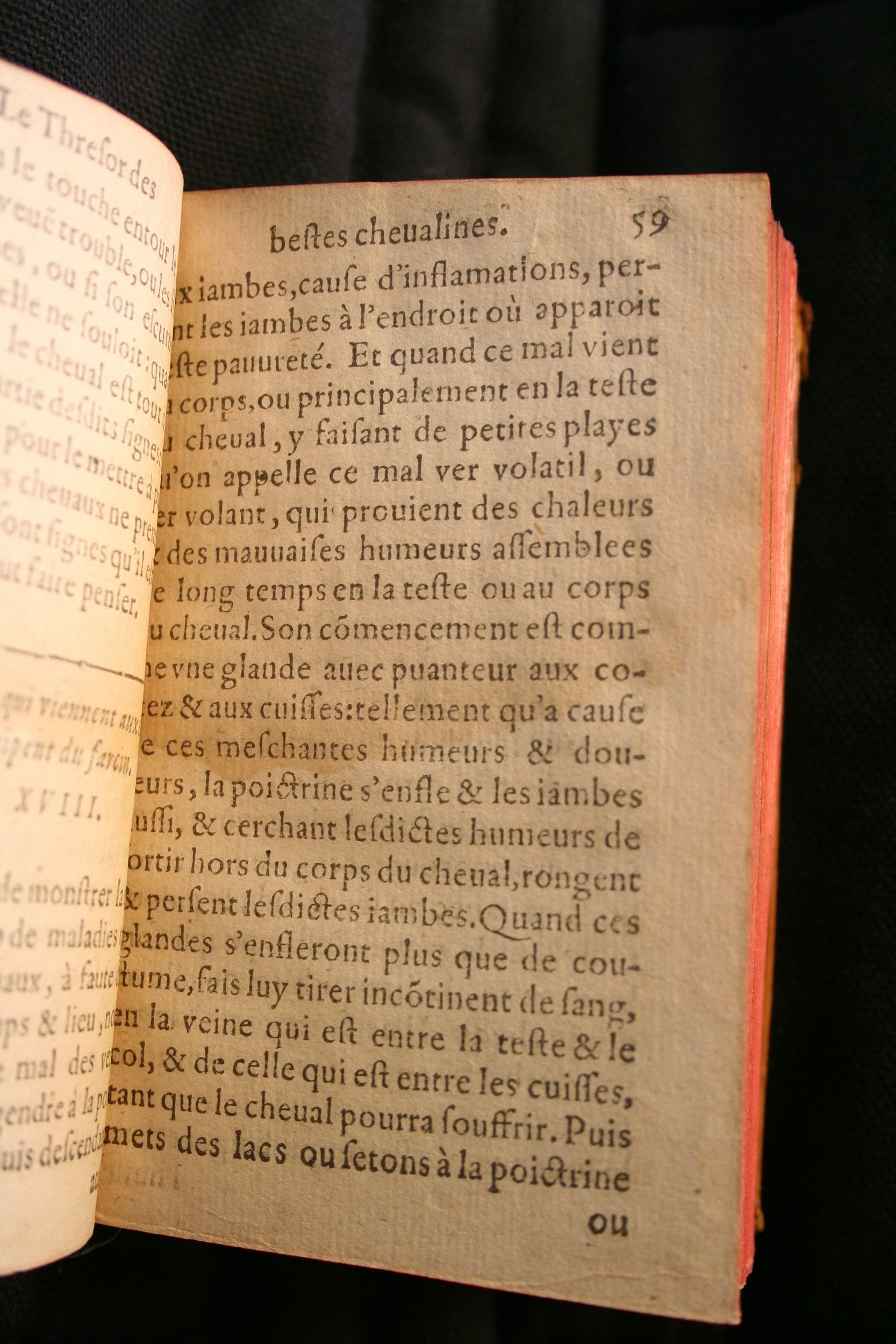 1591 - Pierre Chastaing et Benoît Rigaud - Trésor des bêtes chevalines - BM Bordeaux