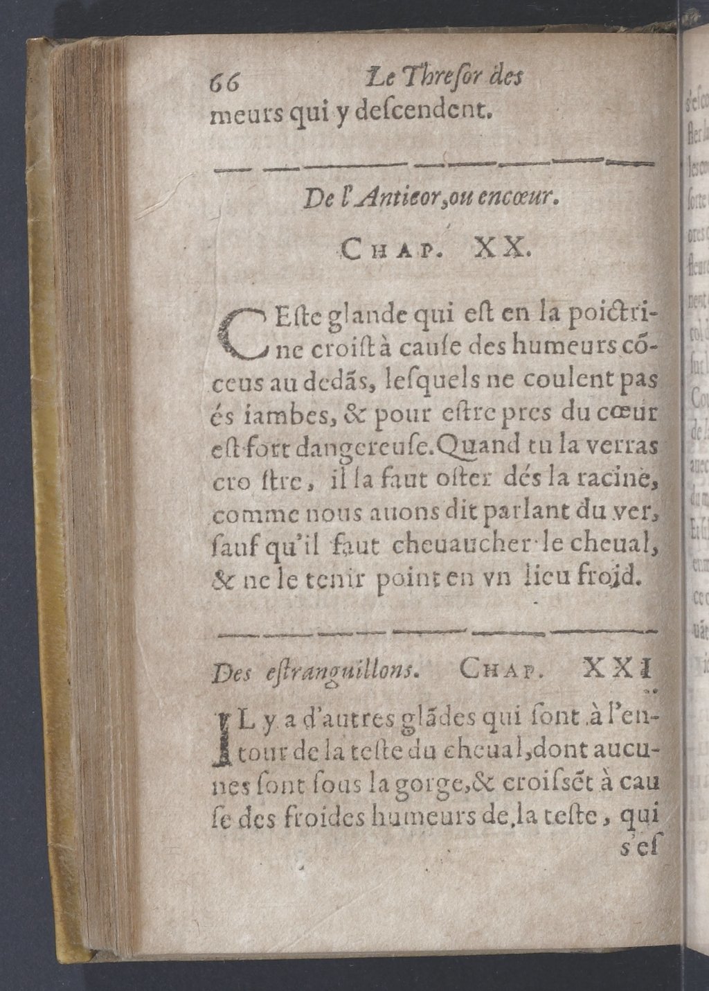1619 - Pierre Rigaud - Trésor des bêtes chevalines - BnF 1619 - Pierre Rigaud - Trésor des bêtes chevalines - BnF