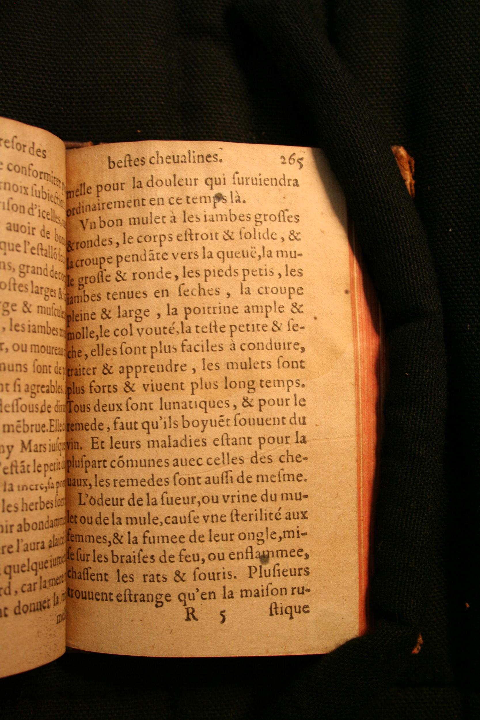 1591 - Pierre Chastaing et Benoît Rigaud - Trésor des bêtes chevalines - BM Bordeaux