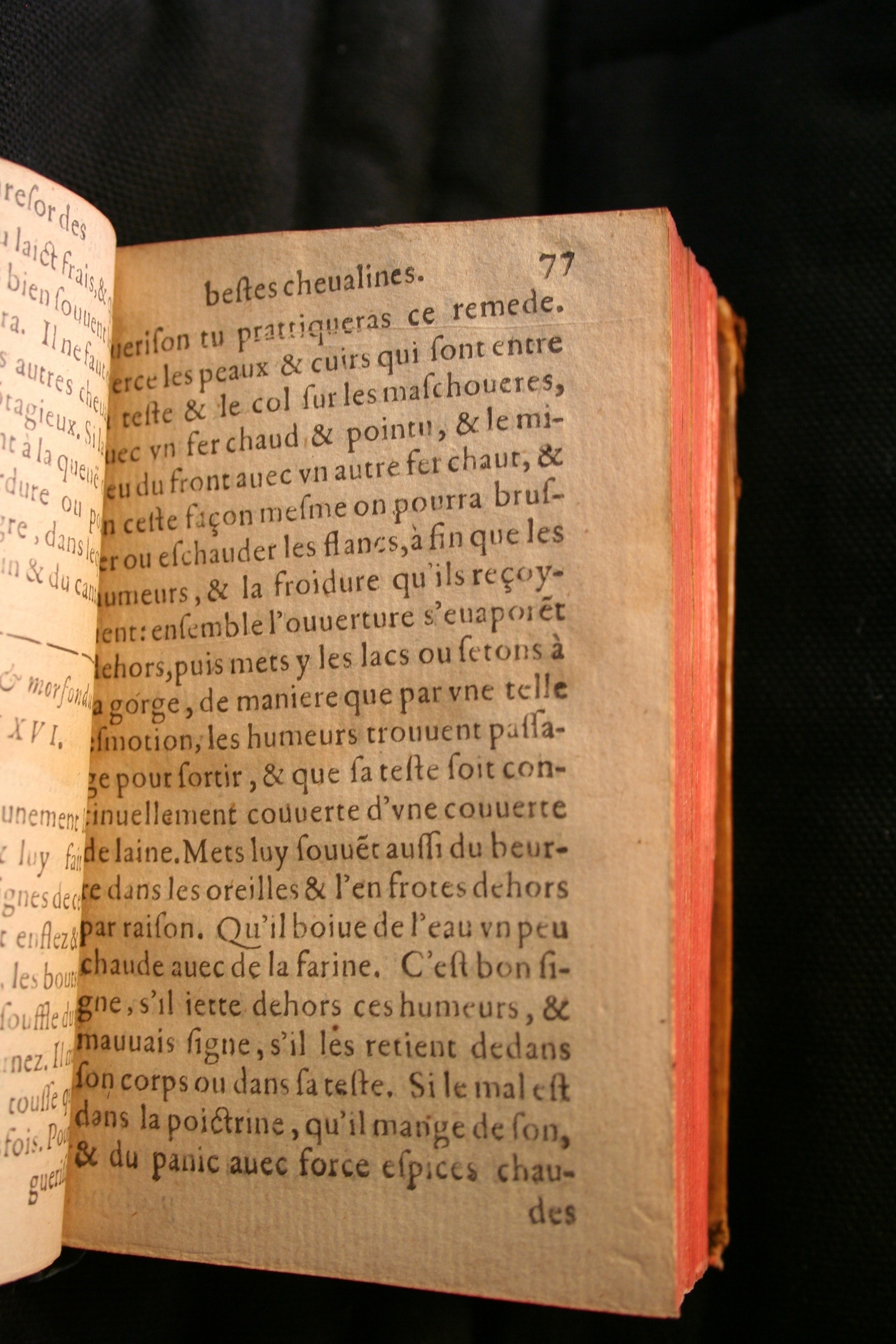 1591 - Pierre Chastaing et Benoît Rigaud - Trésor des bêtes chevalines - BM Bordeaux