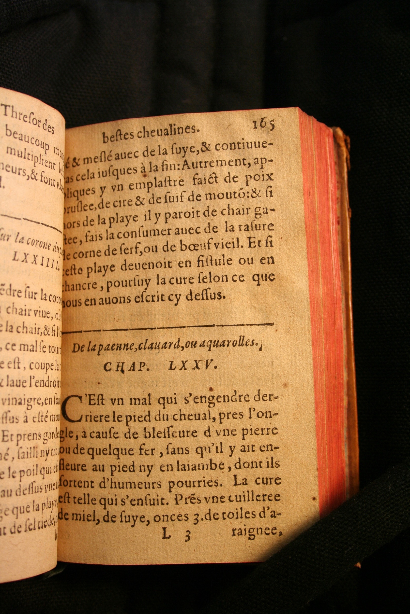 1591 - Pierre Chastaing et Benoît Rigaud - Trésor des bêtes chevalines - BM Bordeaux