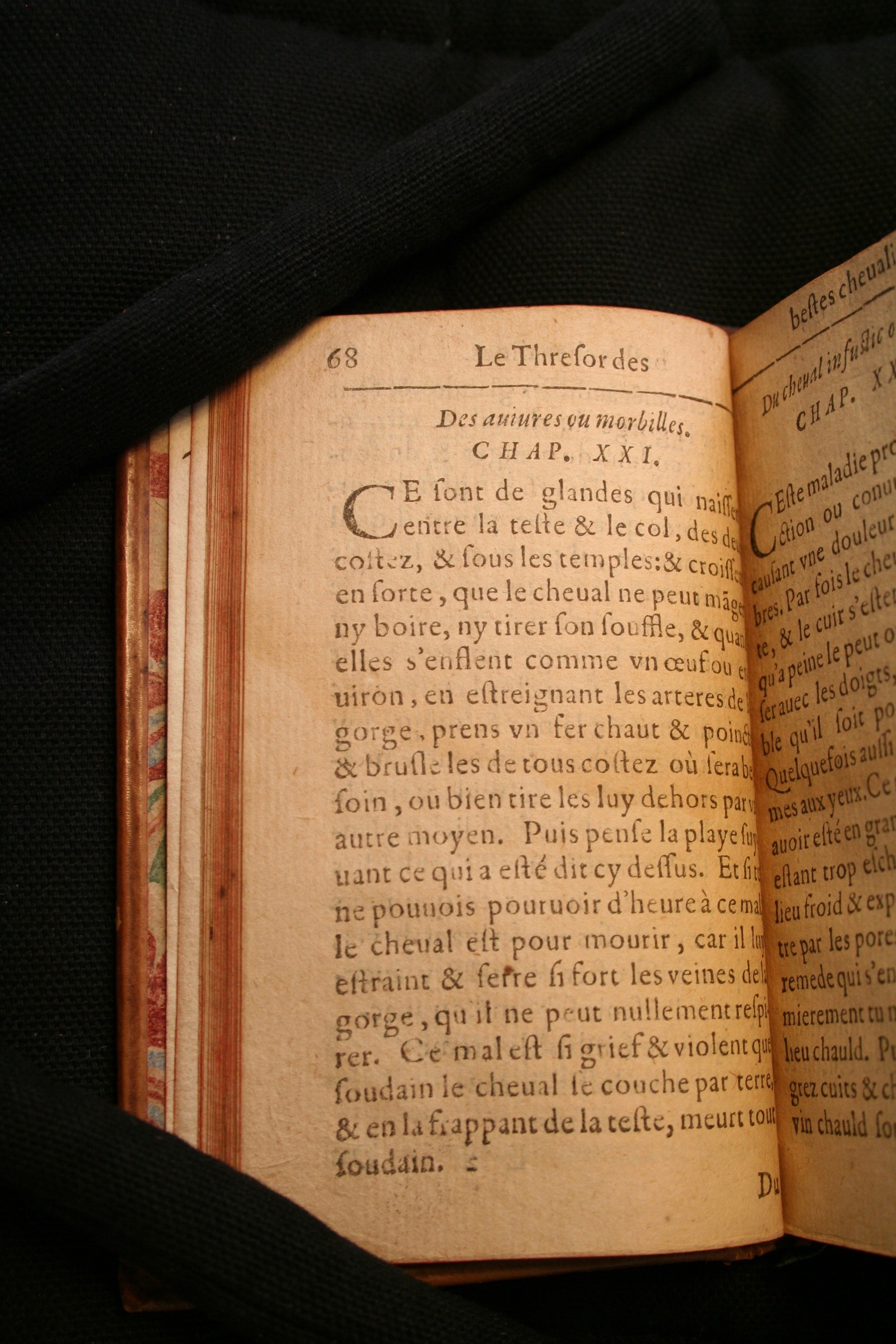 1591 - Pierre Chastaing et Benoît Rigaud - Trésor des bêtes chevalines - BM Bordeaux