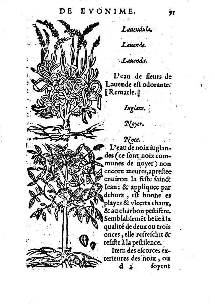 1559 - Veuve Balthazar Arnoullet et Antoine Vincent - Trésor d’Évonyme Philiatre - BM Lyon