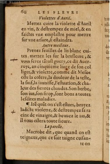 1586 - Benoît Rigaud - Trésor des fleurs et secrets de médecine - Université Paris Cité
