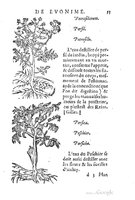 1557 Tresor de Evonime Philiatre Vincent_Page_100.jpg